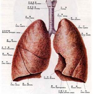 肺吸虫病的症状 肺吸虫病 肺吸虫病-简介，肺吸虫病-病原