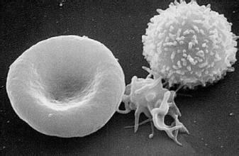 白细胞低吃什么补得快 化疗后白细胞低吃什么