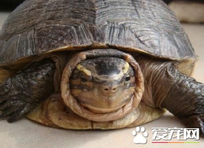 安布闭壳龟 安布闭壳龟-外形特征，安布闭壳龟-生活习性