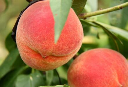 苹果的功效与作用 桃子的功效与作用