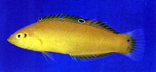海猪 黄身海猪鱼 黄身海猪鱼-简介，黄身海猪鱼-分布