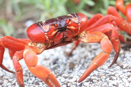 为什么国外都不吃红蟹 红蟹能吃吗