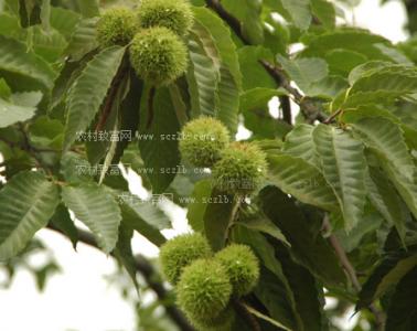 栗子树 栗子树-形态特征，栗子树-生长习性