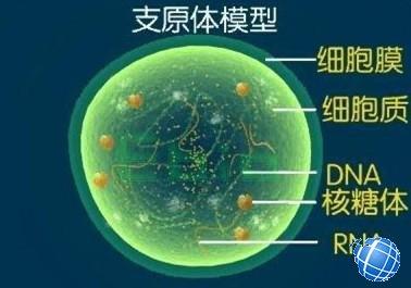 支原体和衣原体感染 衣原体和支原体感染是怎么回事？