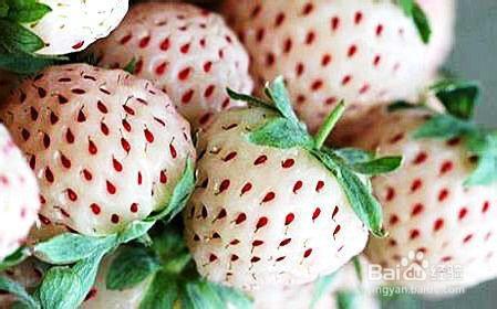 菠萝莓和白草莓的区别 菠萝莓的作用