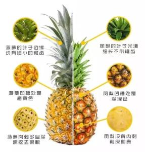 凤梨和菠萝哪个好 凤梨和菠萝的区别是什么