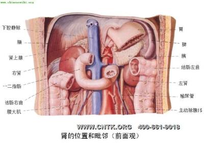 腹部左侧有什么器官 腹部左侧疼痛