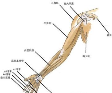 右胳膊酸痛是怎么回事 胳膊肌肉酸痛怎么办