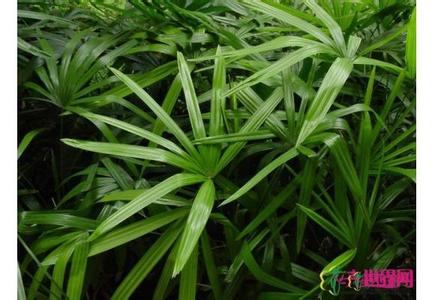 形态特征 棕竹 棕竹-概况，棕竹-形态特征