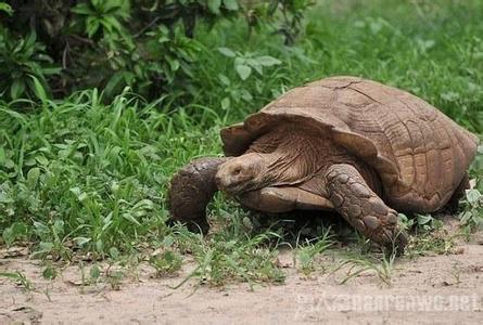 体型最大的乌龟 体型最大的乌龟之一 苏卡达龟 图