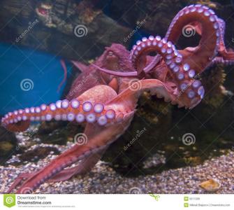 北太平洋巨型章鱼 世界上最大的章鱼――北太平洋巨型章鱼