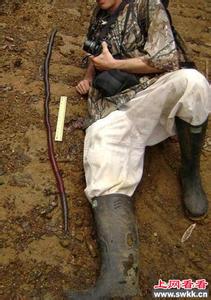 巨型蚯蚓 世界最大巨型蚯蚓长达3米寿命超5年 图