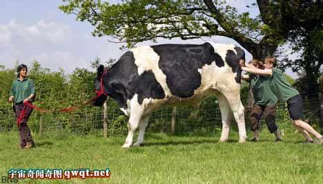 世界上最大的奶牛 世界上最大的奶牛6英尺8英寸 图