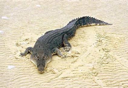 世界上最大的湾鳄 世界上最大的鳄鱼 食人鳄 湾鳄 图