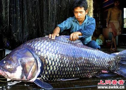 湄公河淡水鱼 世界上最大的鱼 盘点湄公河的巨型淡水鱼类(多图)