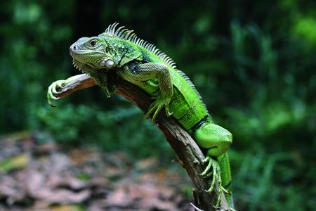 绿鬣蜥生长速度 绿鬣蜥 绿鬣蜥-基本介绍，绿鬣蜥-生长环境