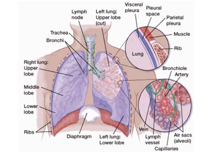 小细胞肺癌临床招募 小细胞肺癌 小细胞肺癌-疾病常识，小细胞肺癌-临床表现