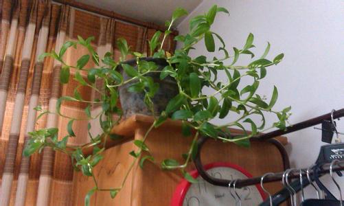 净化空气的室内植物 可以放在室内植物净化空气的植物
