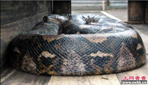 四川发现罕见55米巨蟒 寻找世界上最大的蛇 四川发现罕见巨蟒据说有55米(图)