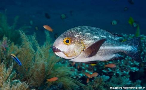 鲷鱼分类 鲷鱼 鲷鱼-鲷鱼分类，鲷鱼-分布地区
