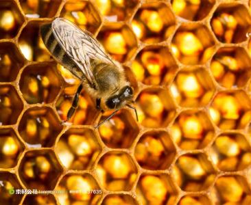 蜂蜜酿造过程 蜜蜂是如何酿造蜂蜜的?
