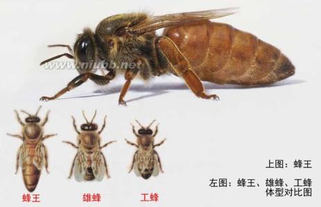 最简易的蜂王交尾方法 蜂王[昆虫] 蜂王[昆虫]-简介，蜂王[昆虫]-交尾