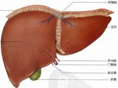 肝囊肿是怎么回事 肝囊肿是怎么回事 肝囊肿是如何引起的