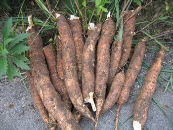 木薯 木薯-形态特性，木薯-生长习性
