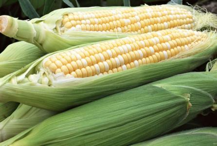 mir162 MIR162转基因玉米进口获批