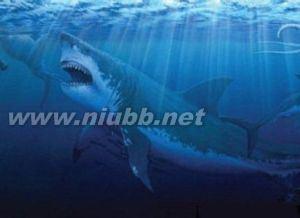 某动物种群中 巨齿鲨[生物、动物] 巨齿鲨[生物、动物]-种群分布，巨齿鲨[生物