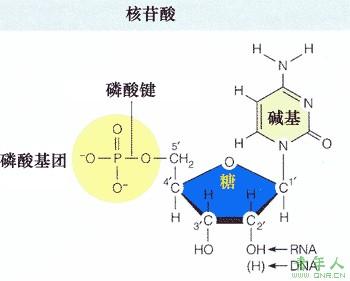 烟酰胺腺嘌呤二核苷酸 核苷酸 核苷酸-与医学的联系，核苷酸-嘌呤核苷酸