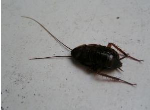 樟脑丸对蟑螂有用吗 怎么驱除蟑螂？