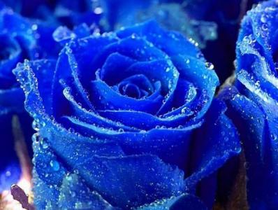 19束蓝色玫瑰代表什么 蓝色玫瑰代表什么