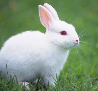 兔子拉稀吃什么药最快 兔子吃什么好