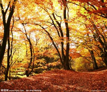秋天的枫树图画 秋天的枫树