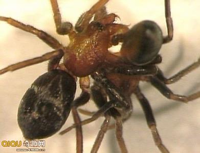 黑寡妇蜘蛛吃配偶视频 [图文]黑寡妇蜘蛛吞食配偶的现象