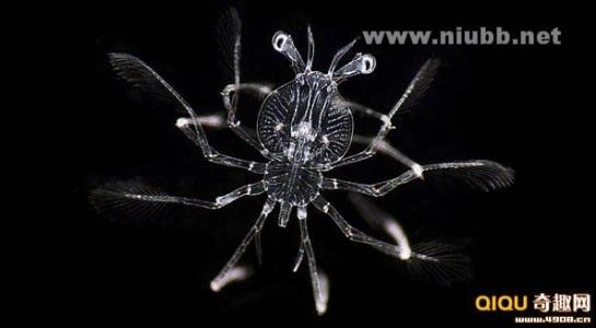 浮游生物 [图文]显微镜下的浮游生物