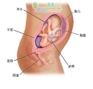 六个月胎儿发育标准 怀孕六个月男胎儿图 6个月男胎发育指标