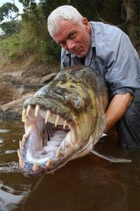 巨型非洲虎鱼 [图文]巨型非洲虎鱼的牙齿
