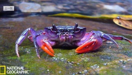 菲律宾巴拉望 [图文]菲律宾巴拉望岛发现了四种罕见的紫色螃蟹