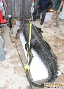 男子捕获怪鱼竟是火龙 [图文]美国男子捕获4.35米长大型短吻鳄破州纪录