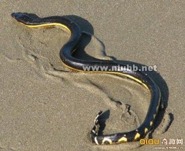 无穷无尽的意思 [图文]长吻海蛇是怎么在无穷无尽的海水中存活