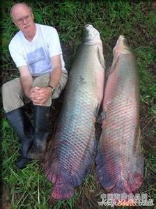 舌诊图文大全 [图文]亚马逊河最新发现一种巨滑舌鱼物种