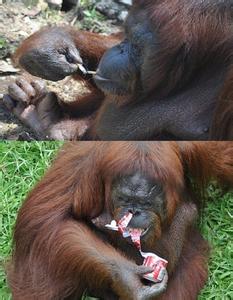 猩猩戒烟记 [图文]马来西亚红毛猩猩要戒烟