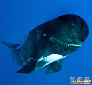 巨头鲸 [多图]摄影师水下拍巨头鲸傻笑吐泡泡镜头