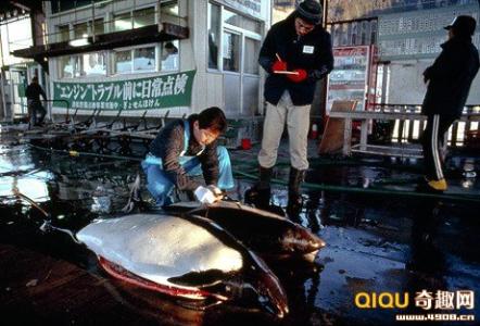 日本捕杀海豚纪录片 [多图]日本渔村每年捕杀2000海豚