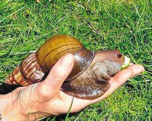 非洲大蜗牛能不能吃 非洲大蜗牛能吃吗，非洲大蜗牛简介