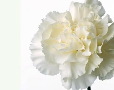 白色康乃馨代表什么 白色康乃馨的花语
