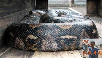 印尼捕获世界最大蟒蛇 [图文]印尼捕获世界最大蟒蛇