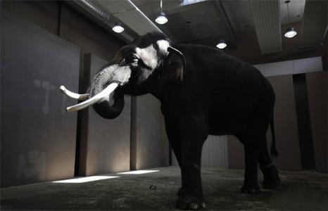 韩国一大象会说人话 并在晚上偷偷努力练习发音